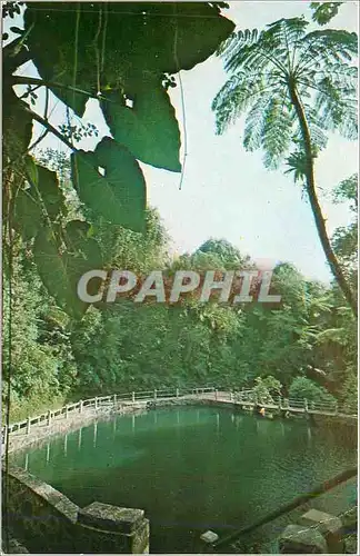 Cartes postales moderne Eternally Green Rain Forest El Yunque Puerto Rico