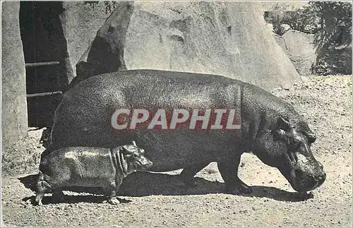 Ansichtskarte AK Hippopotame et son petit Parc zoologique du bois de Vincennes