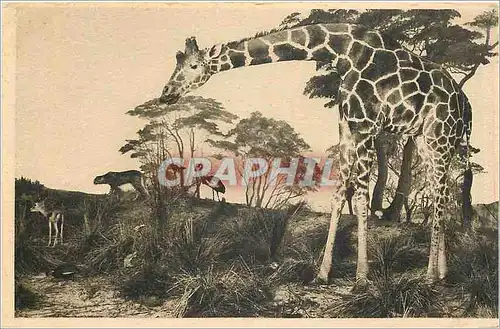 Cartes postales Galeries du Duc d'Orleans Girafe