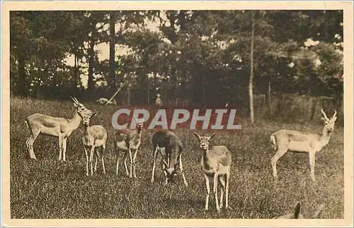 Ansichtskarte AK Parc Zoologique de Cleres Seine Inf Antilopes cervicapres