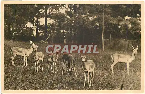 Cartes postales Parc Zoologique de Cleres Seine Inf Antilopes cervicapres