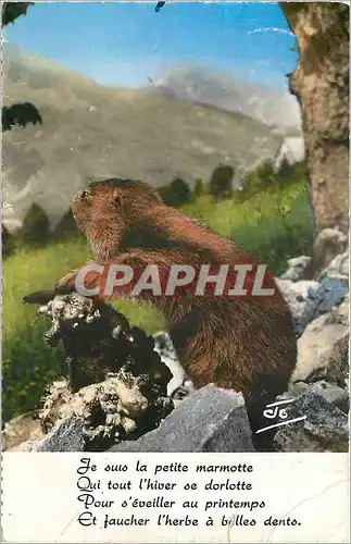 Cartes postales moderne Les Alpes Pittoresques La Marmotte