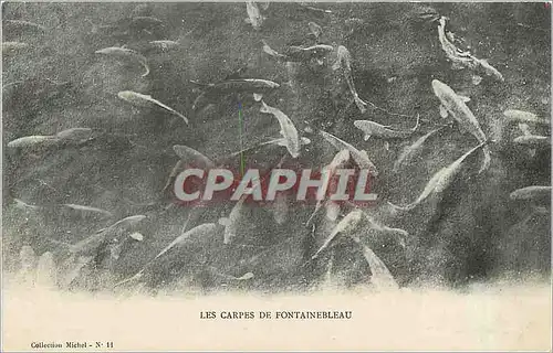 Ansichtskarte AK Les Carpes de Fontainebleau Poissons