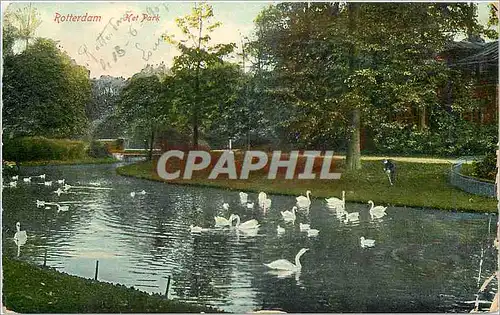Cartes postales Rotterdam Het Park Cygnes