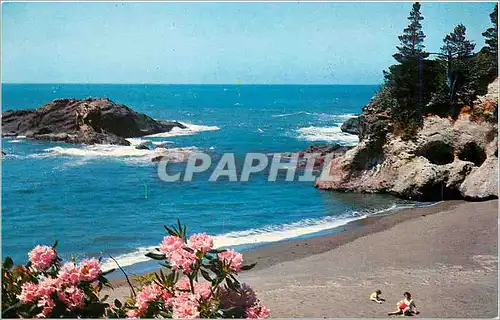 Moderne Karte Pacific Ocean Seacoast Pounding surf sparkling sands and a profusion of native flowers