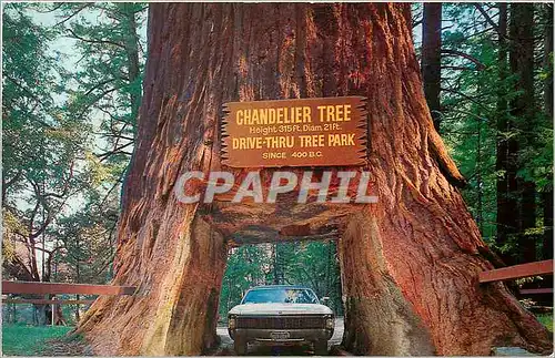 Cartes postales Chandelier Drive Thru Tree California