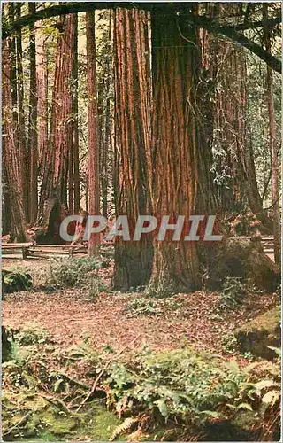 Cartes postales Muir Woods National Monument Mill Valley California