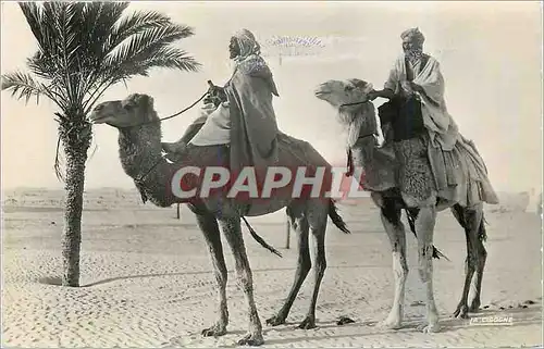 Cartes postales moderne Scenes et Types En route vers la Palmeraie Chameaux
