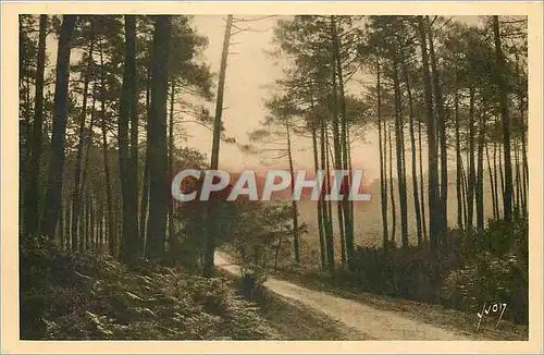 Cartes postales LES LANDES DE GASCOGNE Route de Leon a Moliets