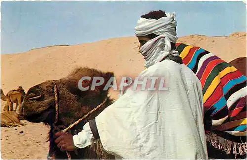 Cartes postales moderne ALGERIE Pittoresque Chameau