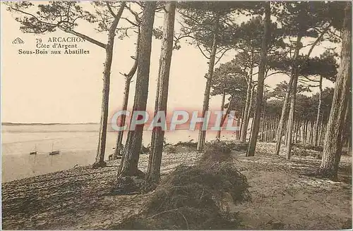 Ansichtskarte AK ARCACHON - C�te d'Argent Sous-Bois aux Abatilles