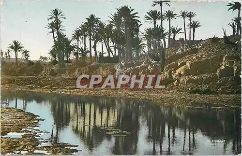 Cartes postales moderne SCENE ET TYPES. L'Oued Draa