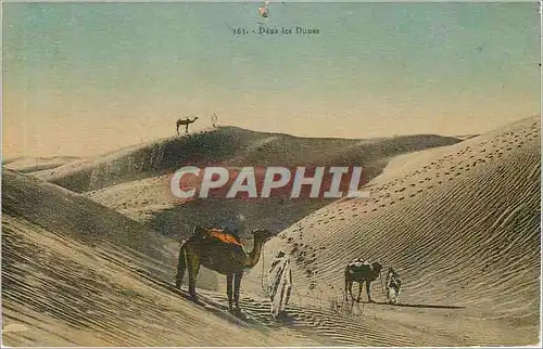 Cartes postales Dans les dunes Chameau