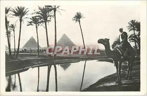 Ansichtskarte AK Chameau Egypte