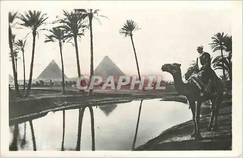 Cartes postales Chameau Egypte