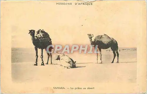 Cartes postales SAHARA - La pri�re au d�sert Chameaux