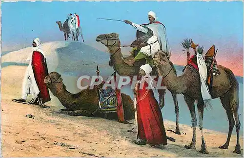 Cartes postales Sc�nes & types d'Afrique du Nord. M�hariste cherchant la piste � travers les dunes Chameaux