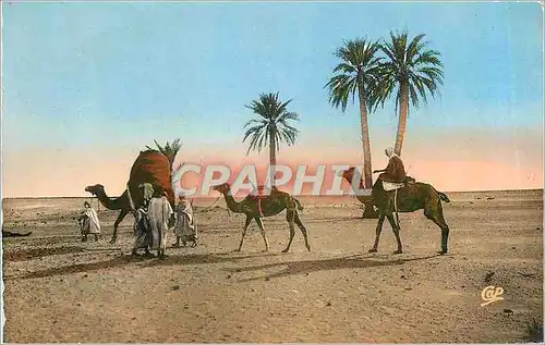 Cartes postales Sc�nes & typesau d�sert Chameaux