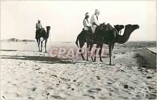Cartes postales BOU-SAADA - Cit� du Bonheur Chameliers dans le d�sert Chameaux