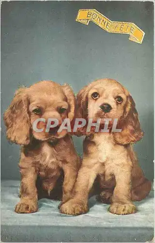 Cartes postales Bonne fete Chiens