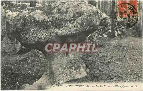 Cartes postales Fontainebleau la foret le Champignon