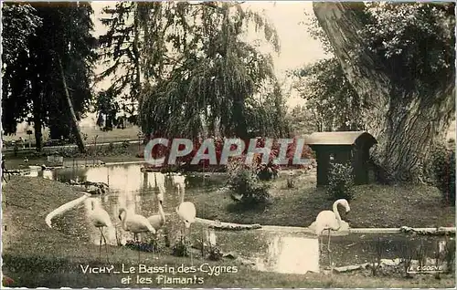 Ansichtskarte AK Vichy le bassin des Cygnes et les flamants