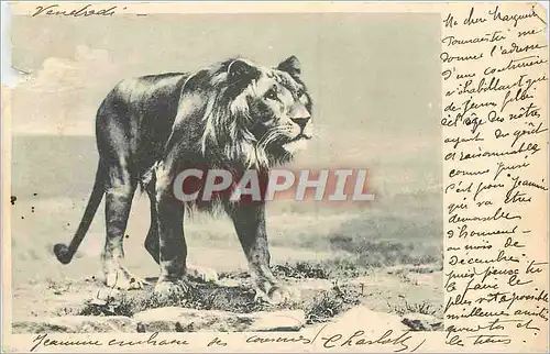 Cartes postales Lion