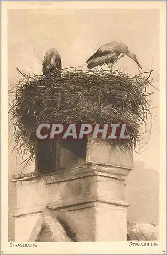 Cartes postales Strasbourg Cigognes