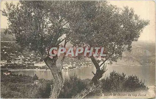 Cartes postales Beaulieu vue a travers les Oliviers du Cap Ferrat