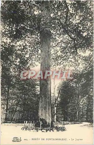 Ansichtskarte AK Foret de Fontainebleau Le Jupiter