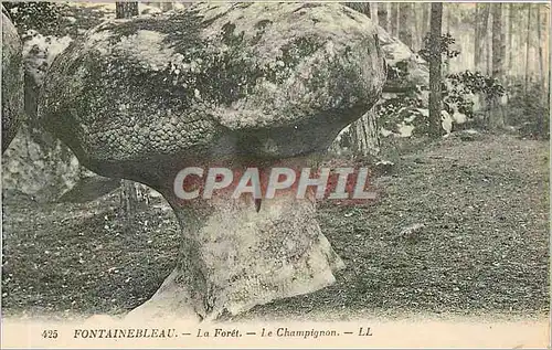 Cartes postales Fontainebleau La Foret Le Champignon