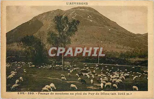 Ansichtskarte AK L'Auvergne Pacage de moutons au pied du Puy de Dome