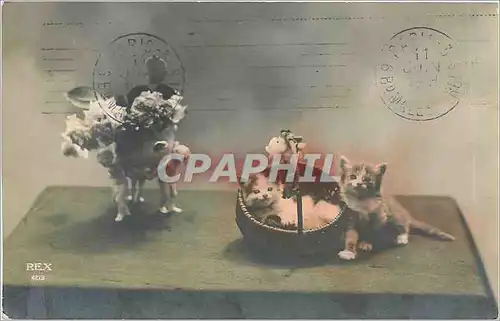 Cartes postales Chats Chatons