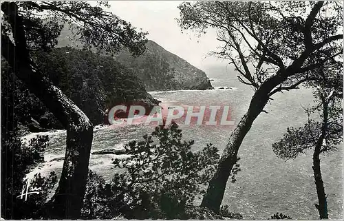 Cartes postales moderne Cote d'Azur la Pointe du Cap Sicie