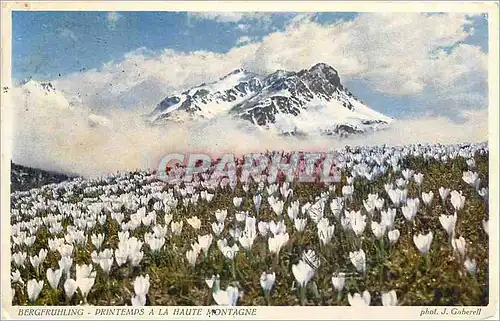 Ansichtskarte AK Bergfruhling printemps a la haute montagne