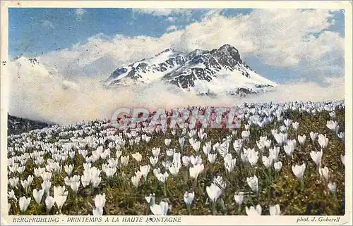 Cartes postales Bergfruhling printemps a la haute montagne