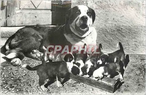 Ansichtskarte AK Hospice du Gd St Bernard chienne et sa nichee