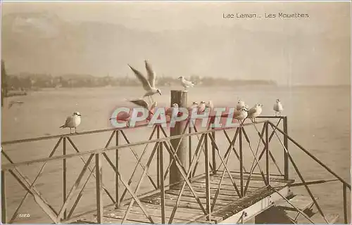 Cartes postales Lac Leman les Mouettes