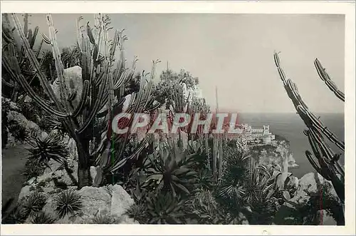 Cartes postales moderne Jardin exotique de Monaco cereus Validus et divers Aloes Agaves et Yuccas divers