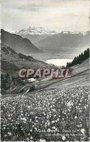 Cartes postales moderne Les Avants dents du Midi et champs de Narcises