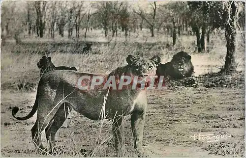 Ansichtskarte AK Faune Africaine Lions et Lionnes dans la Brousse