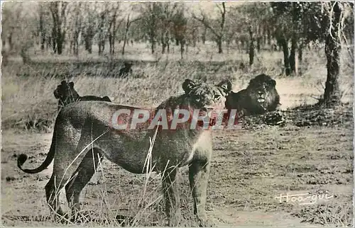 Cartes postales Faune Africaine Lions et Lionnes dans la Brousse