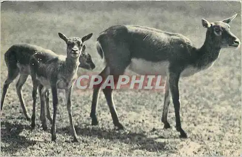 Cartes postales Comite national de l'Enfance un groupe de Gazelles de l'Inde parc zoologique du bois de Vincenne