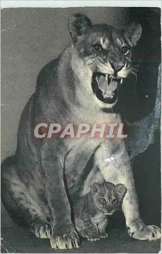 Cartes postales Comite national de l'Enfance une Lionne et son petit parc zoologique du bois de Vincennes