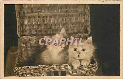 Cartes postales Chats Chatons