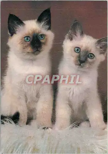 Moderne Karte Birman bleu