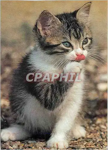 Moderne Karte Chaton tigre