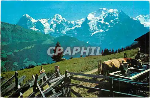 Moderne Karte Berner Oberland Eiger Monch und Jungfrau Vaches