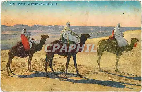 Cartes postales Scenes et Types Chameliers Chameaux Maroc