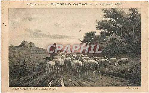 Cartes postales Offert par le Phospho Cacao et Phospho Bebe La Rentree du Troupeau Moutons